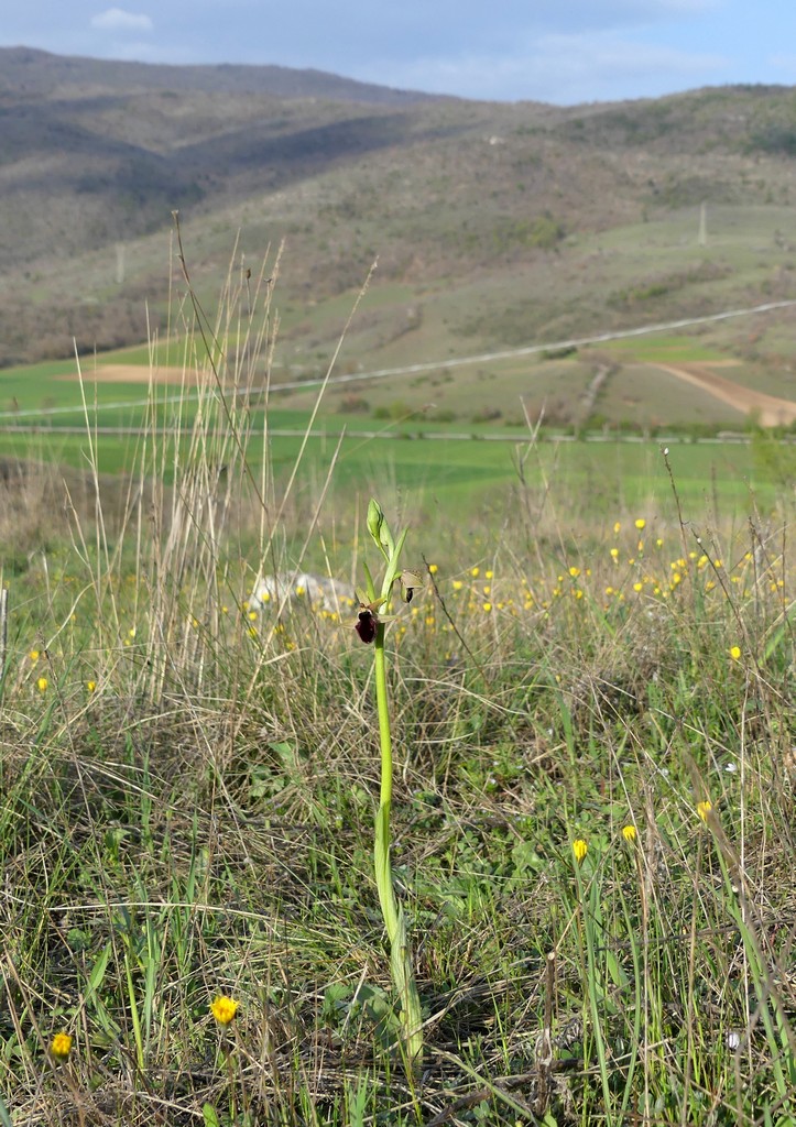 Ophrys promontorii e forme variabili  Lazio e Abruzzo aprile e maggio 2018